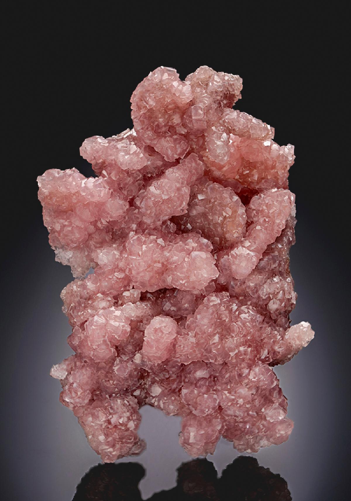 CC26229 specimen image