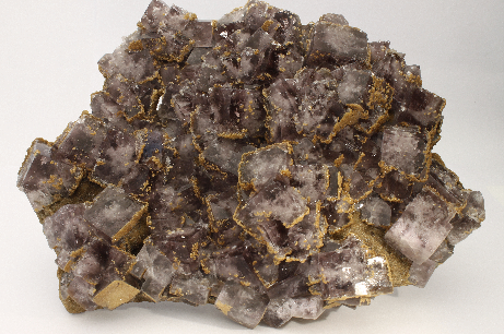 CC26381 specimen image