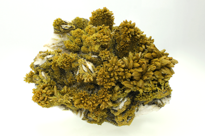 CC26420 specimen image