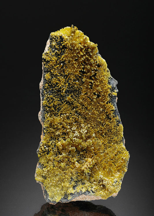 CC26454 specimen image