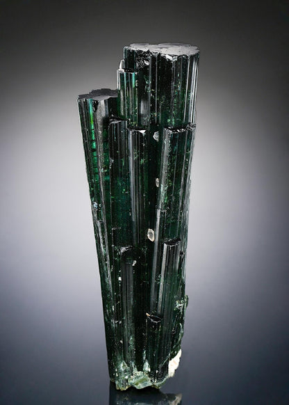 CC26590 specimen image