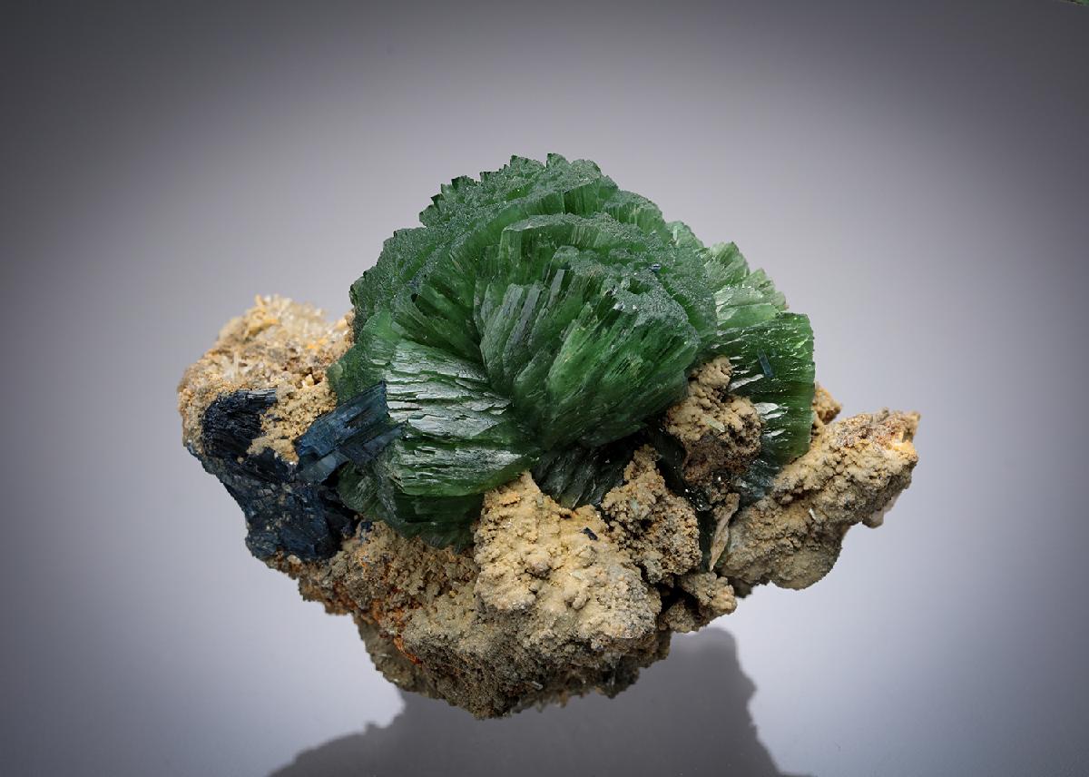 CC26823 specimen image