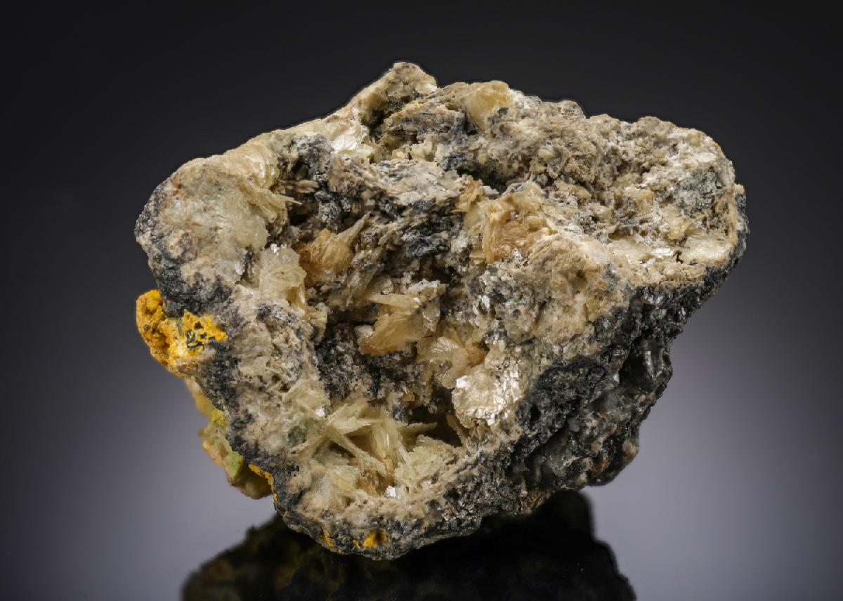 CC26907 specimen image