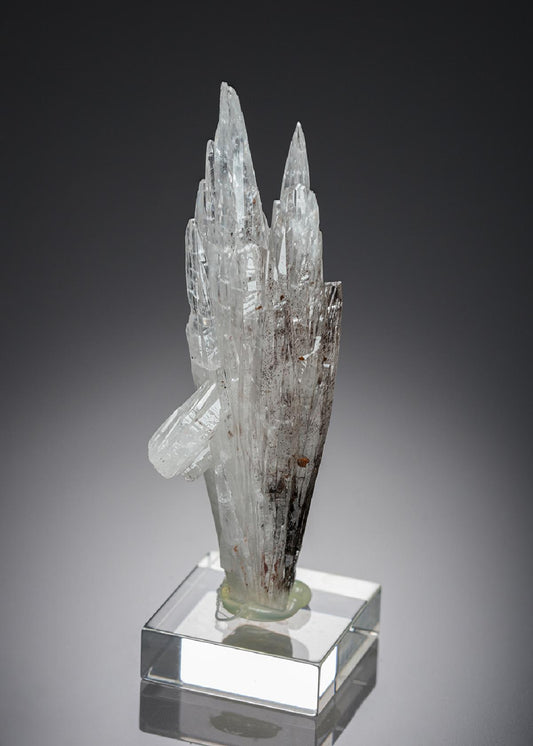 CC26937 specimen image