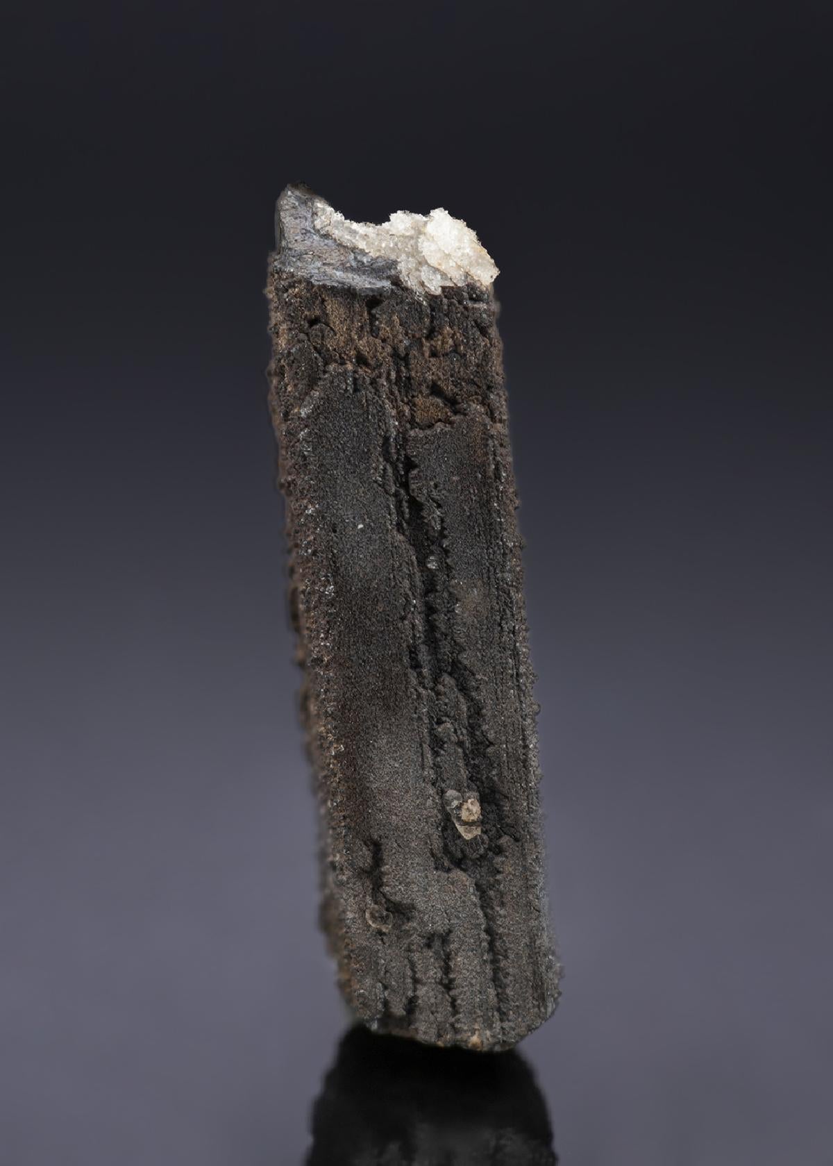 CC27041 specimen image