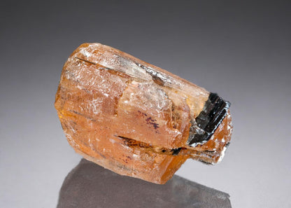 CC27187 specimen image