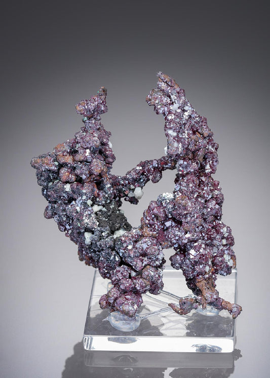 CC27215 specimen image