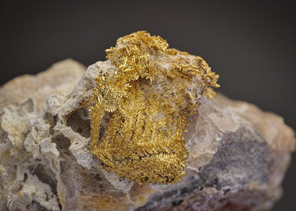 CC27269 specimen image