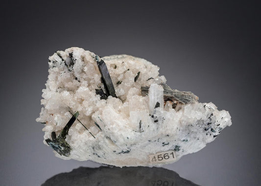 CC27309 specimen image