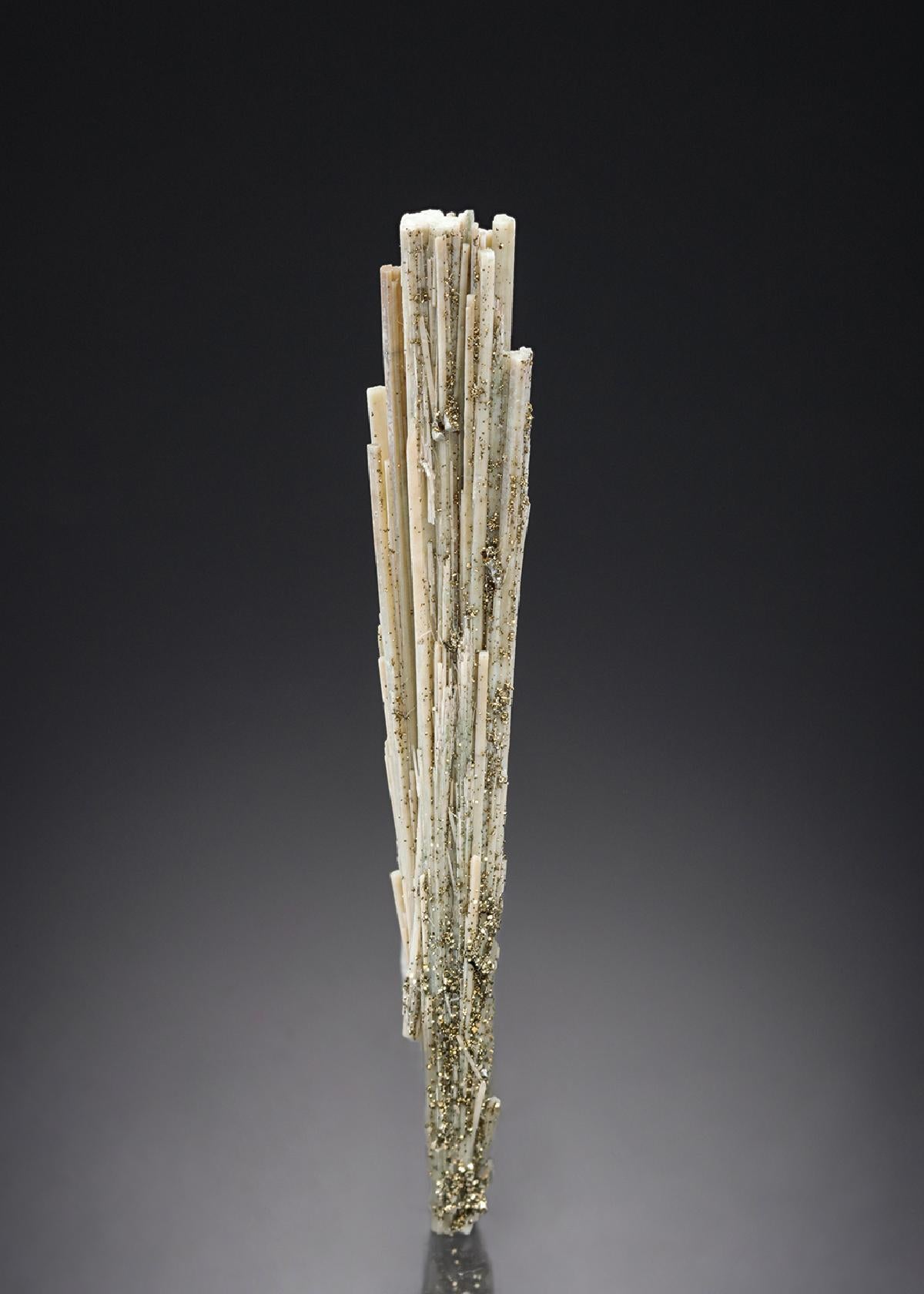 CC27501 specimen image
