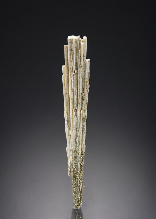 CC27501 specimen image
