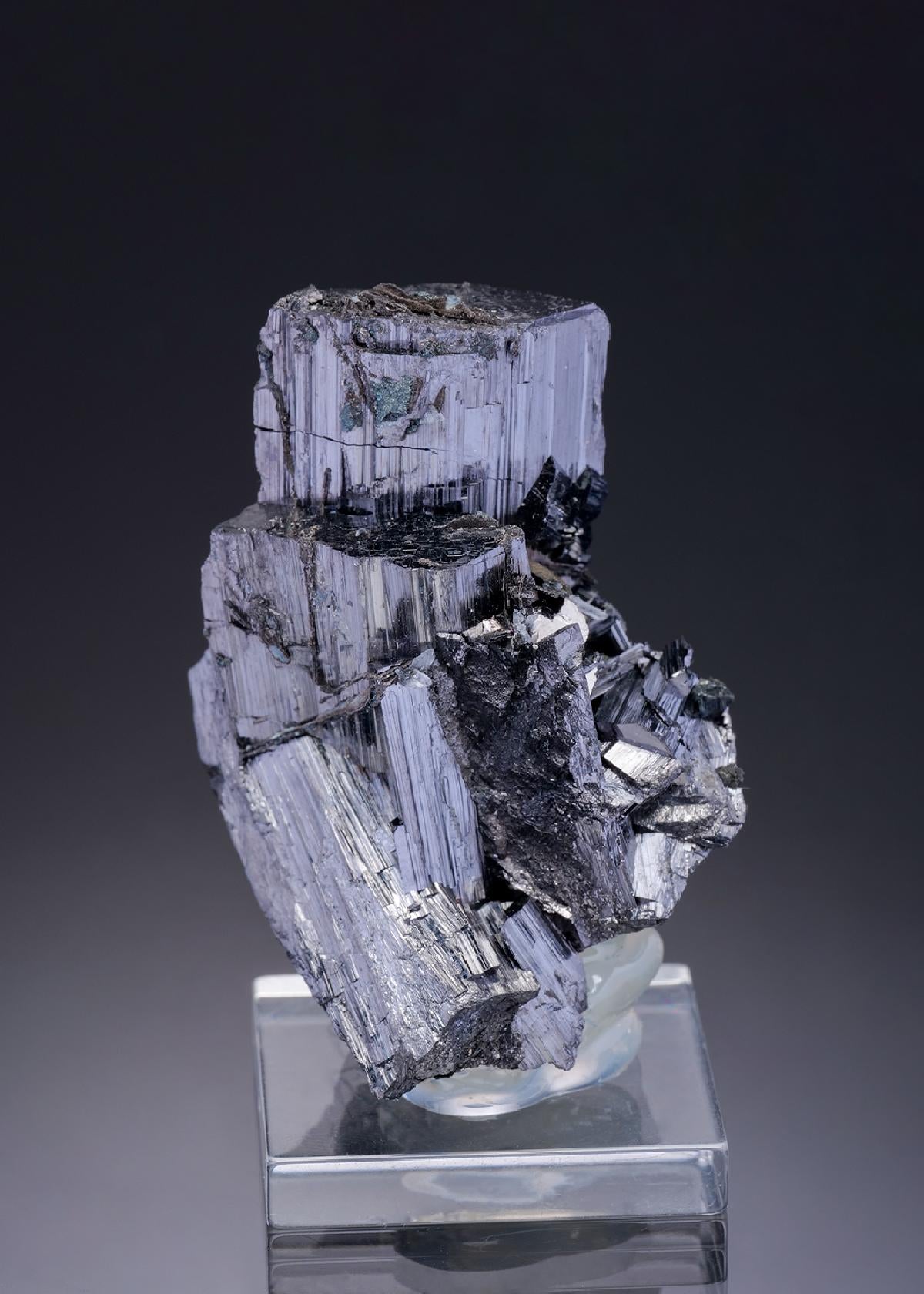CC27519 specimen image
