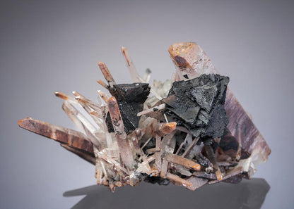 CC27601 specimen image