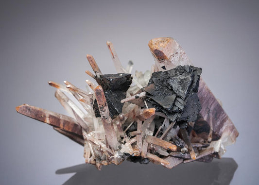 CC27601 specimen image