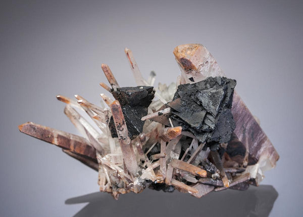 CC27601 specimen image