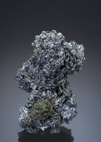 CC27609 specimen image