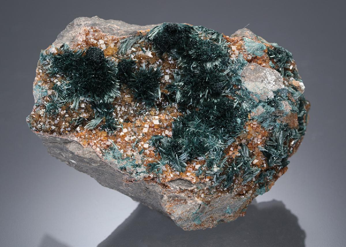 CC27653 specimen image