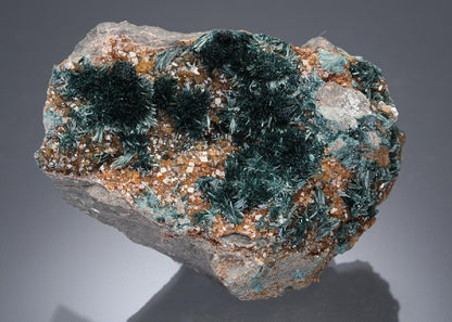 CC27653 specimen image