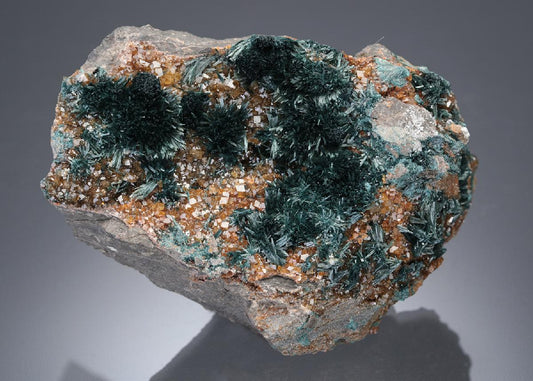 CC27653 specimen image