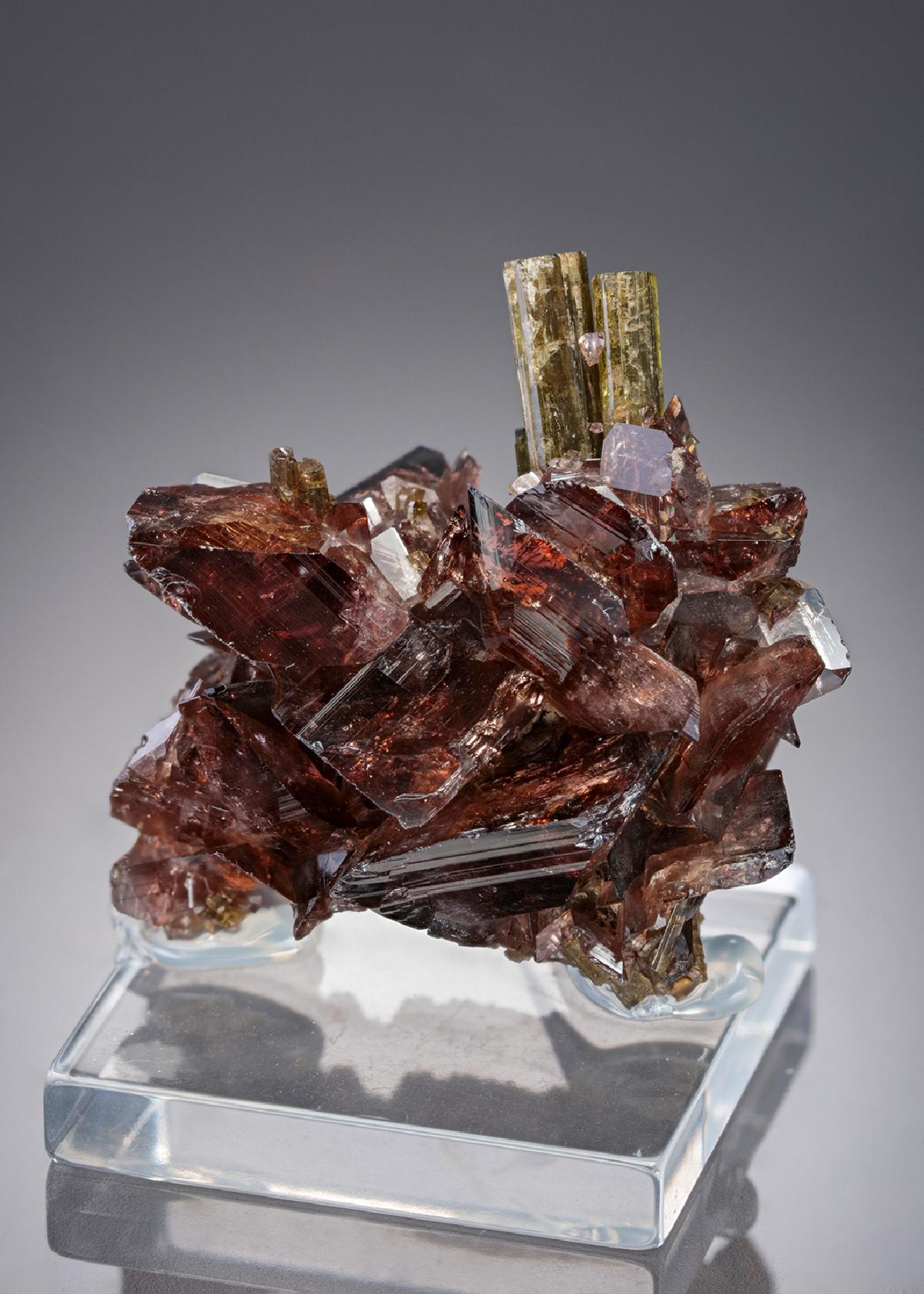 CC27705 specimen image