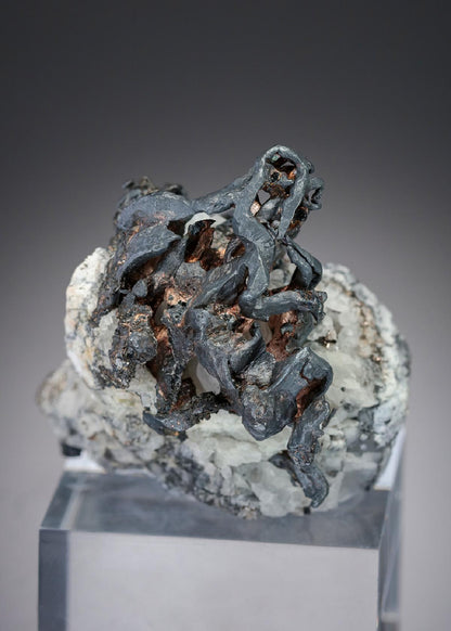 CC27707 specimen image