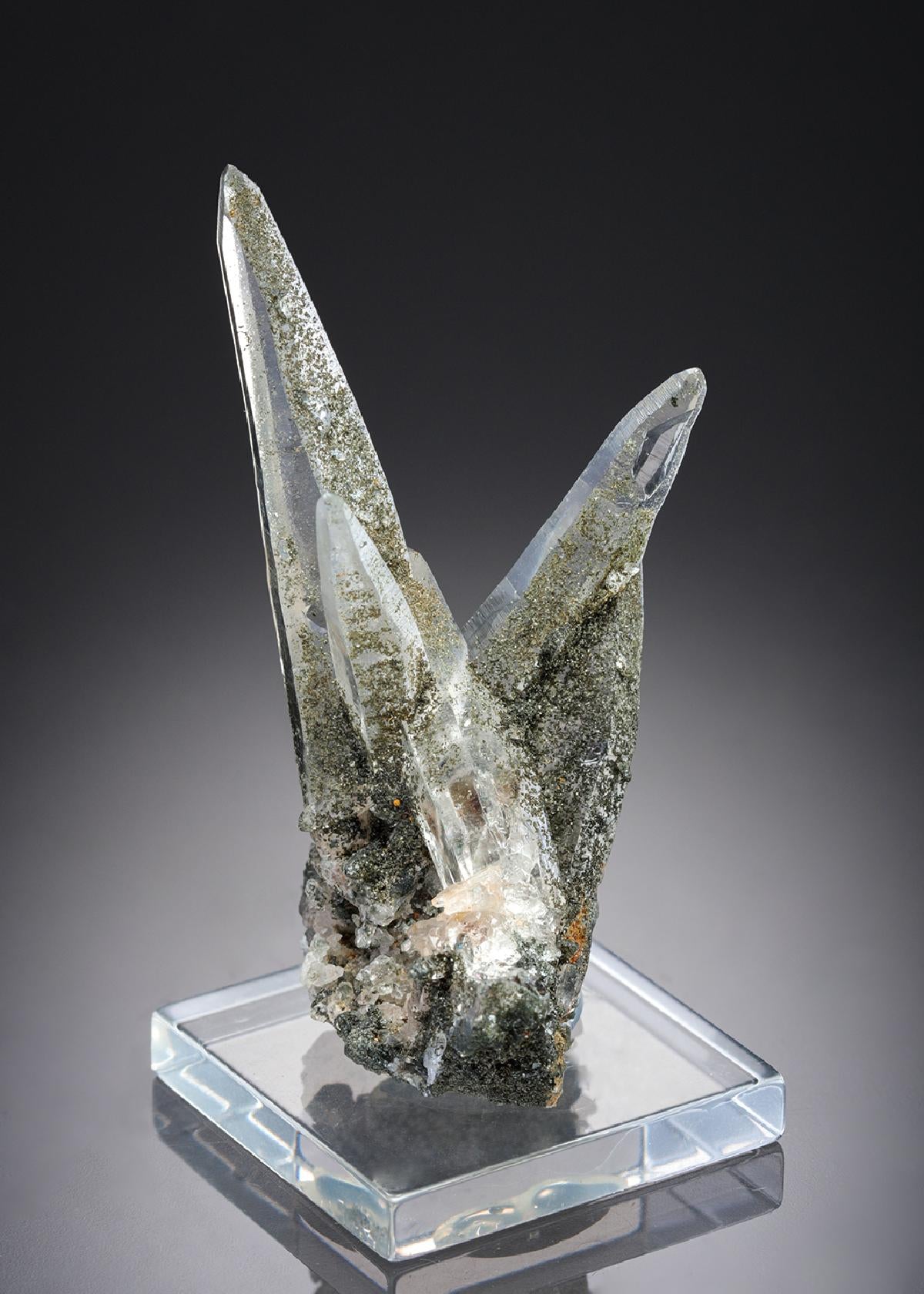 CC27709 specimen image