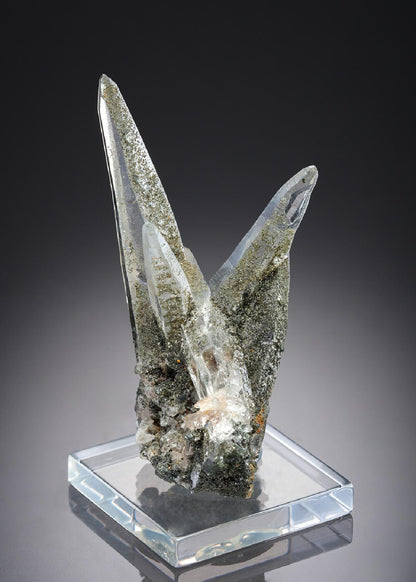CC27709 specimen image