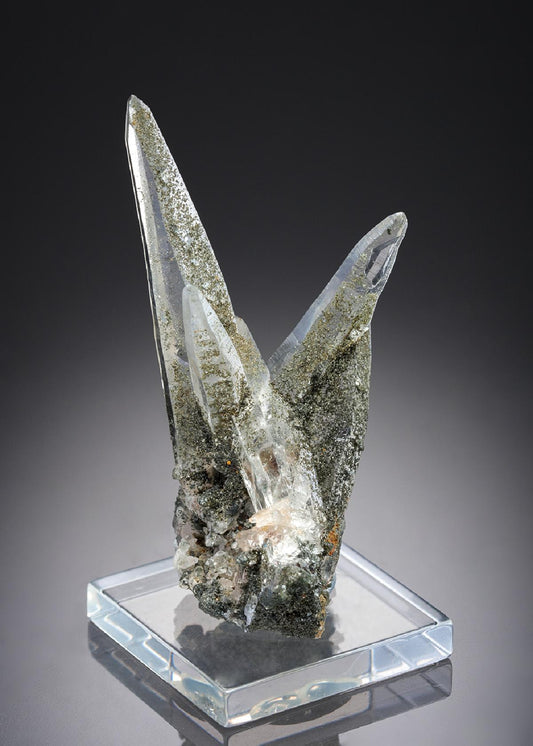 CC27709 specimen image