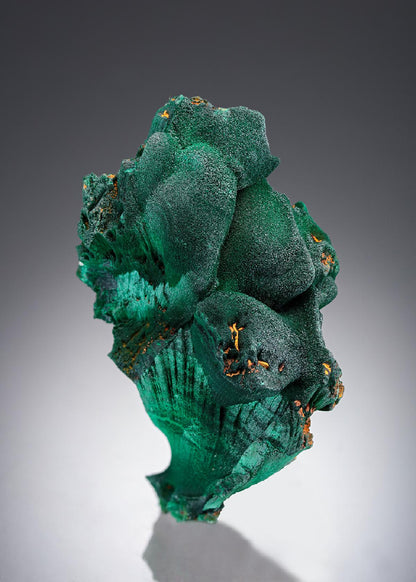 CC27723 specimen image