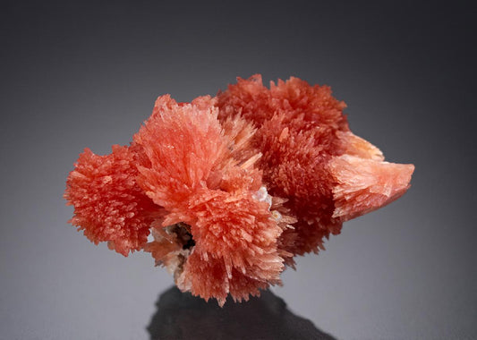 CC27815 specimen image