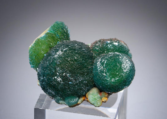 CC27859 specimen image