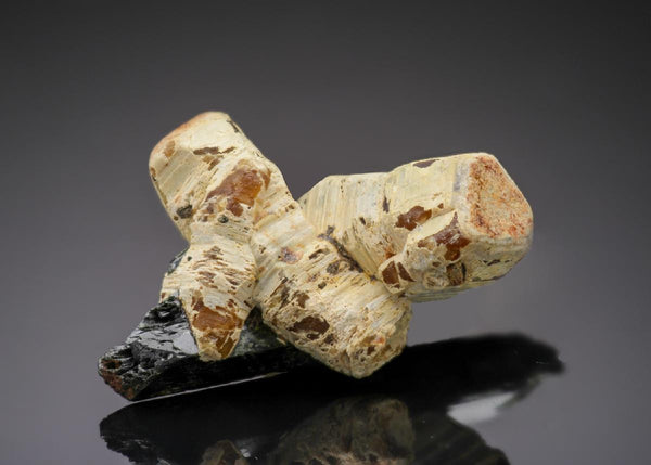 CC27911 specimen image