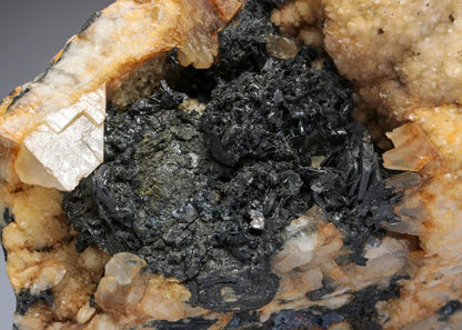 CC27925 specimen image