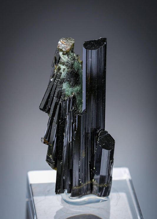CC27931 specimen image