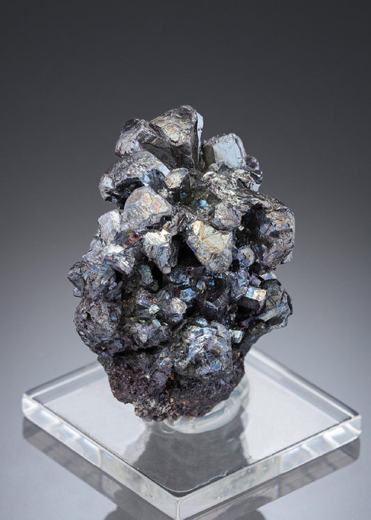 CC27937 specimen image