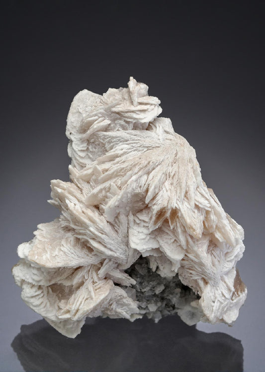 CC27951 specimen image