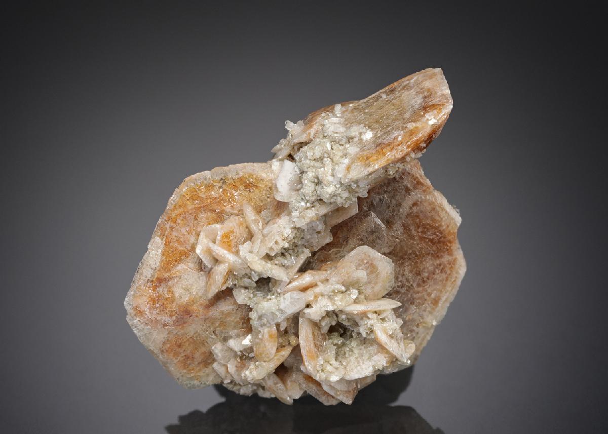 CC27981 specimen image