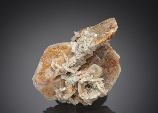 CC27981 specimen image