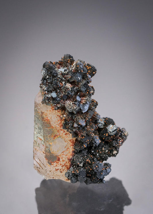 CC27999 specimen image