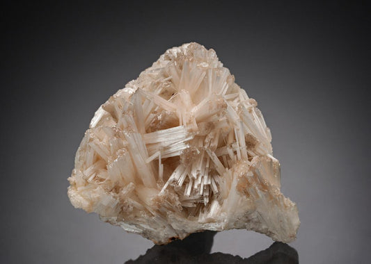 CC28199 specimen image