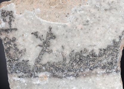 CC28229 specimen image