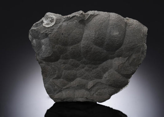 CC28281 specimen image