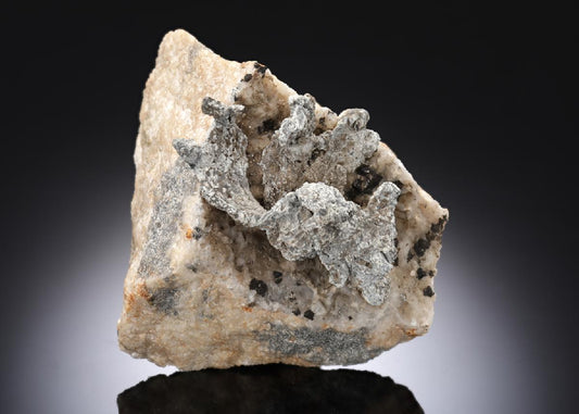 CC28289 specimen image