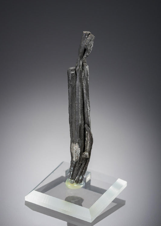 CC28389 specimen image