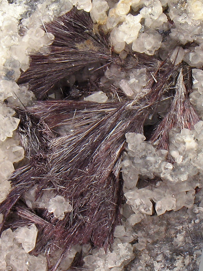 CC2843 specimen image