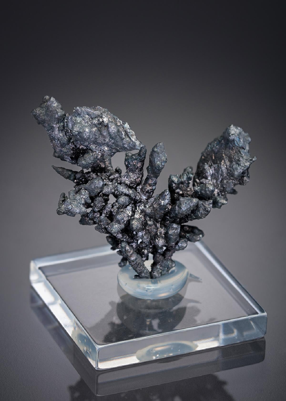CC28471 specimen image