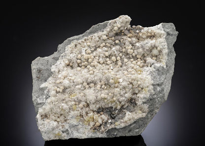 CC28495 specimen image