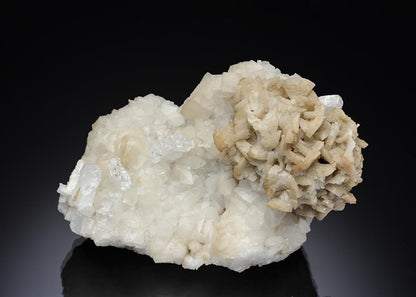 CC28537 specimen image
