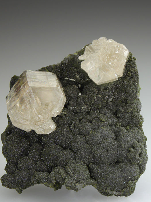 CC2857 specimen image