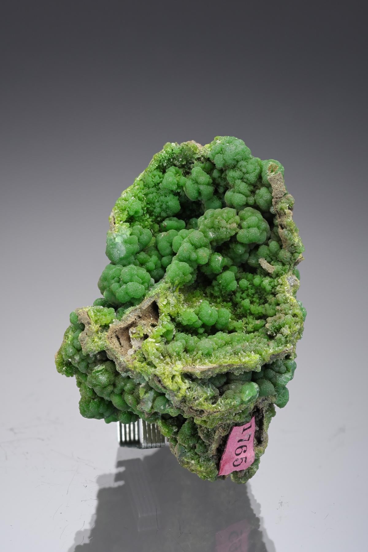 CC28599 specimen image